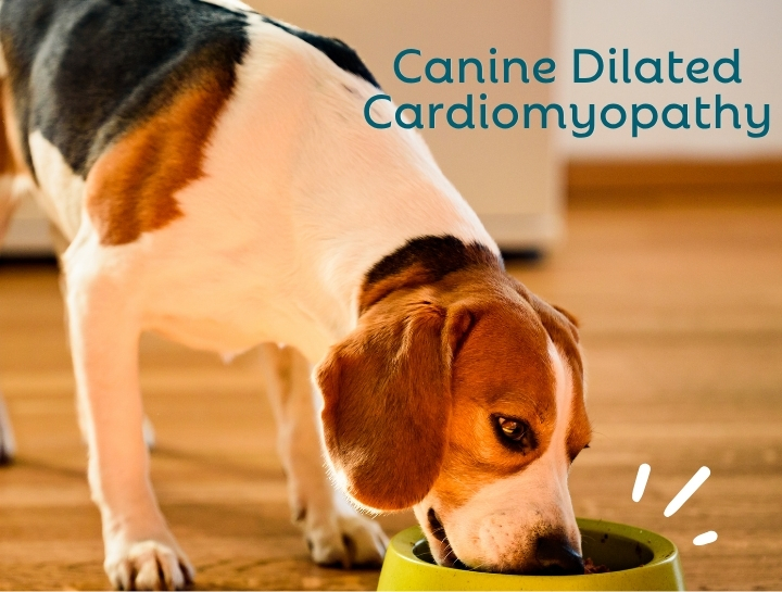 Diet-associated Dilated Cardiomyopathy (DCM)